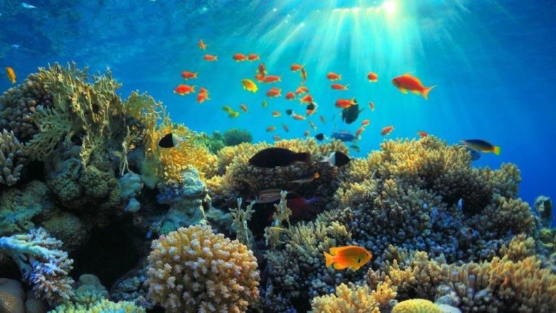 AWARE Coral Reef Conservation